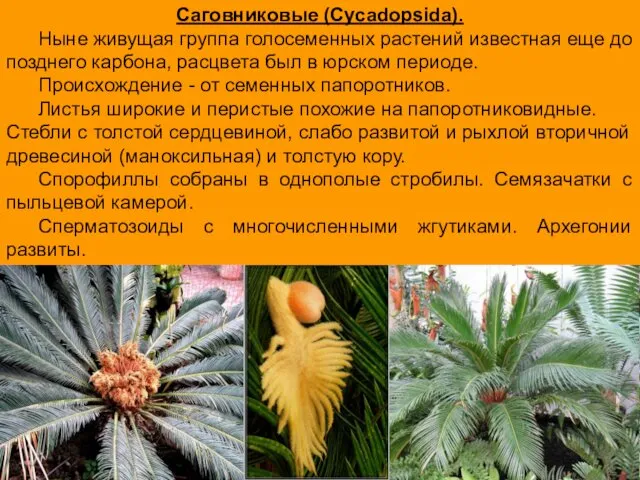 Саговниковые (Cycadopsida). Ныне живущая группа голосеменных растений известная еще до позднего