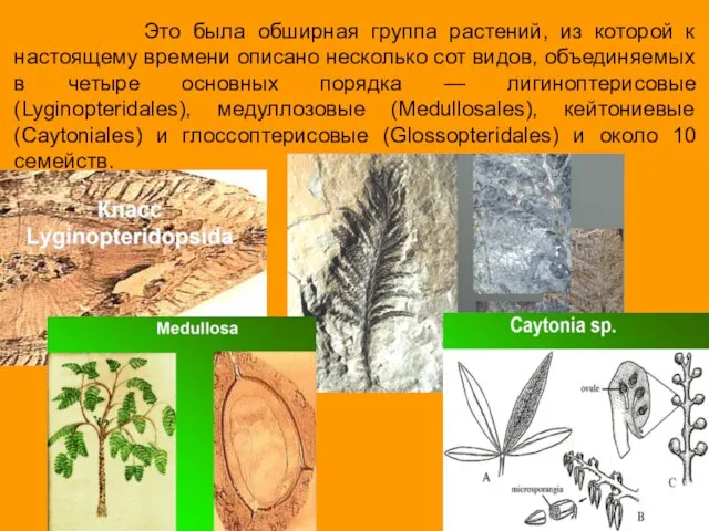 Это была обширная группа растений, из которой к настоящему времени описано