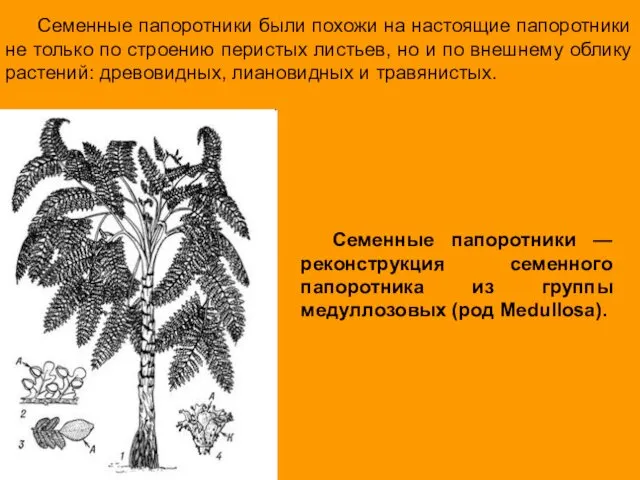 Семенные папоротники были похожи на настоящие папоротники не только по строению