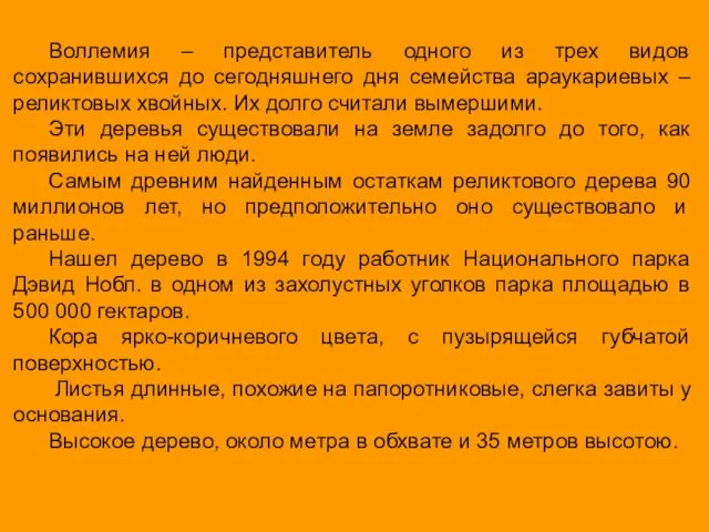 Воллемия – представитель одного из трех видов сохранившихся до сегодняшнего дня