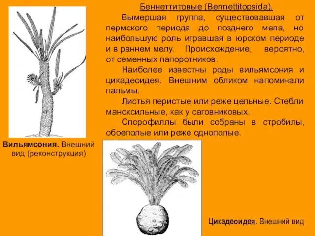 Беннеттитовые (Bennettitopsida). Вымершая группа, существовавшая от пермского периода до позднего мела,