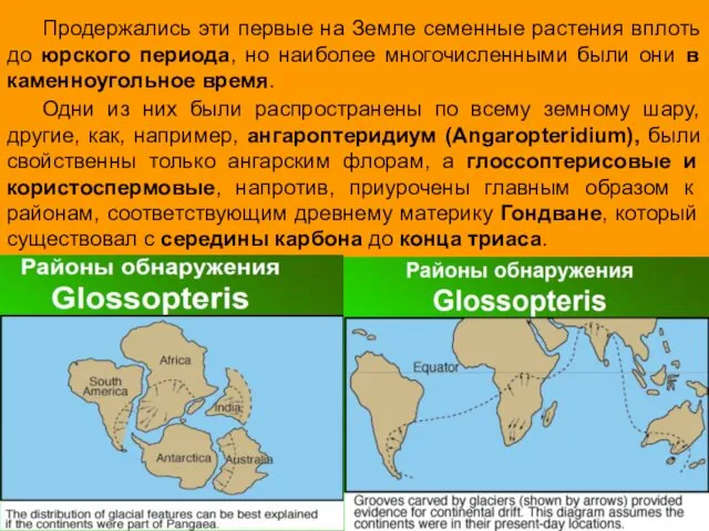 Продержались эти первые на Земле семенные растения вплоть до юрского периода,