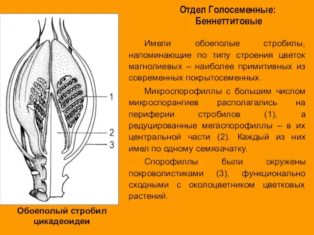 Имели обоеполые стробилы, напоминающие по типу строения цветок магнолиевых – наиболее