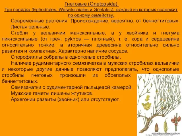 Гнетовые (Gnetopsida). Три порядка (Ephedrales, Welwitschiales и Gnetales), каждый из которых