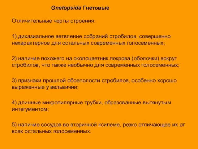 Gnetopsida Гнетовые Отличительные черты строения: 1) дихазиальное ветвление собраний стробилов, совершенно