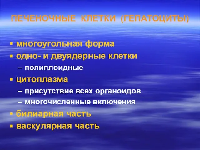 ПЕЧЕНОЧНЫЕ КЛЕТКИ (ГЕПАТОЦИТЫ) многоугольная форма одно- и двуядерные клетки полиплоидные цитоплазма