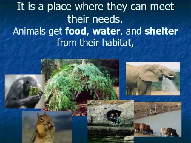 It is a place where they can meet their needs. Animals