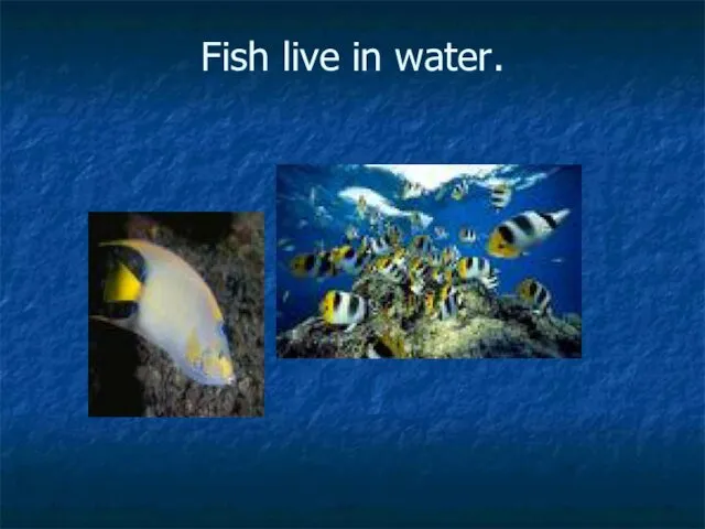 Fish live in water.