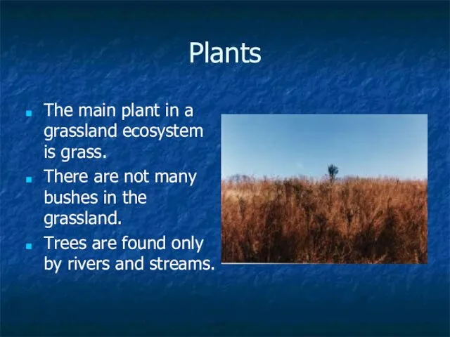 Plants The main plant in a grassland ecosystem is grass. There