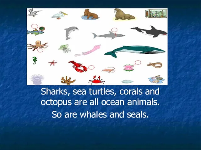 Sharks, sea turtles, corals and octopus are all ocean animals. So are whales and seals.