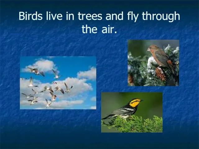 Birds live in trees and fly through the air.