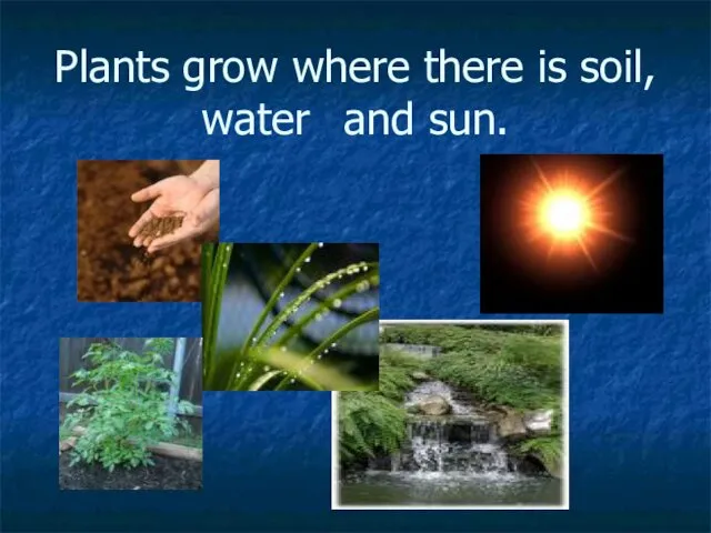 Plants grow where there is soil, water and sun.