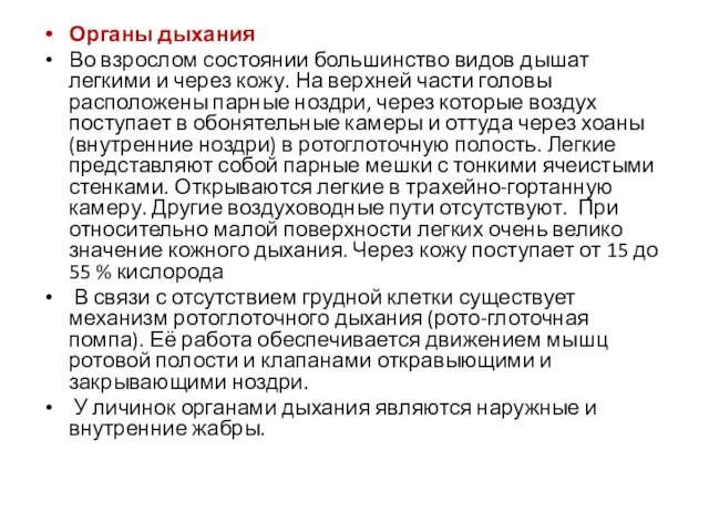 Органы дыхания Во взрослом состоянии большинство видов дышат легкими и через