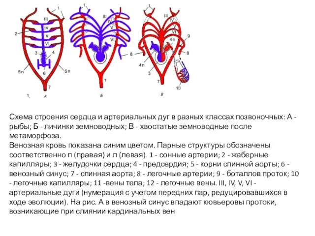 Схема строения сердца и артериальных дуг в разных классах позвоночных: А