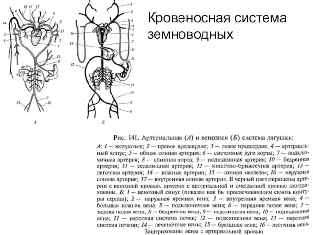 Кровеносная система земноводных