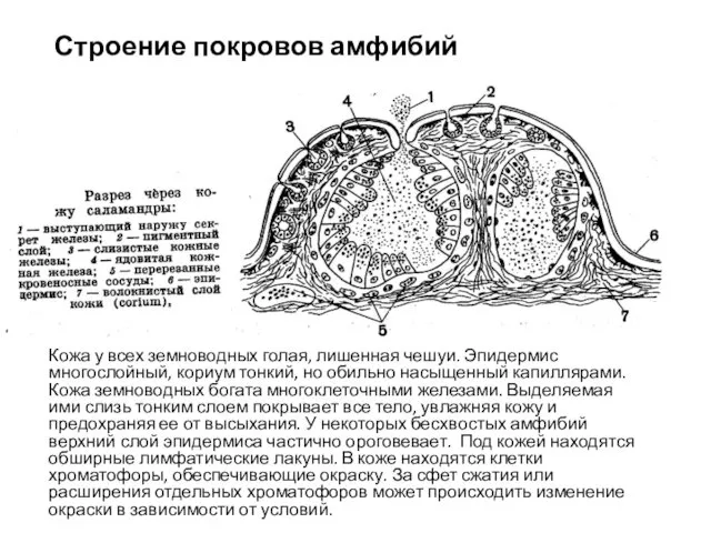 Кожа у всех земноводных голая, лишенная чешуи. Эпидермис многослойный, кориум тонкий,