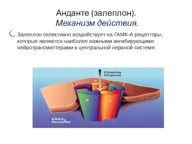 Анданте (залеплон). Механизм действия. Залеплон селективно воздействует на ГАМК-А рецепторы, которые