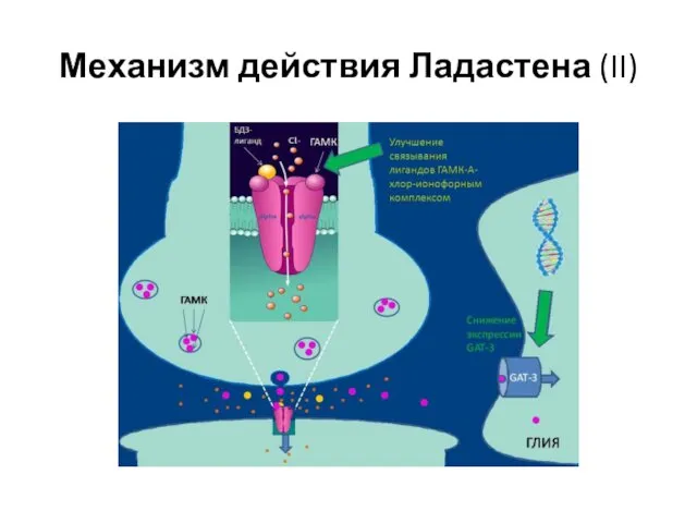 Механизм действия Ладастена (II)