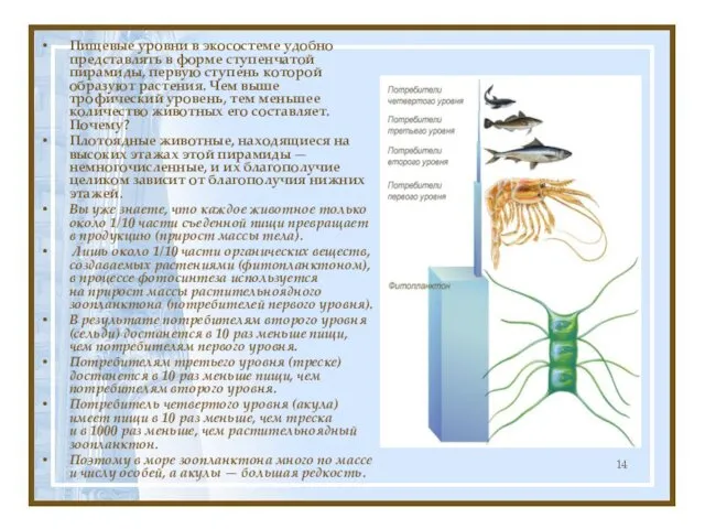 Пищевые уровни в экосостеме удобно представлять в форме ступенчатой пирамиды, первую