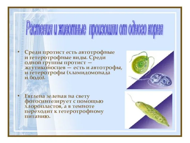 Среди протист есть автотрофные и гетеротрофные виды. Среди одной группы протист