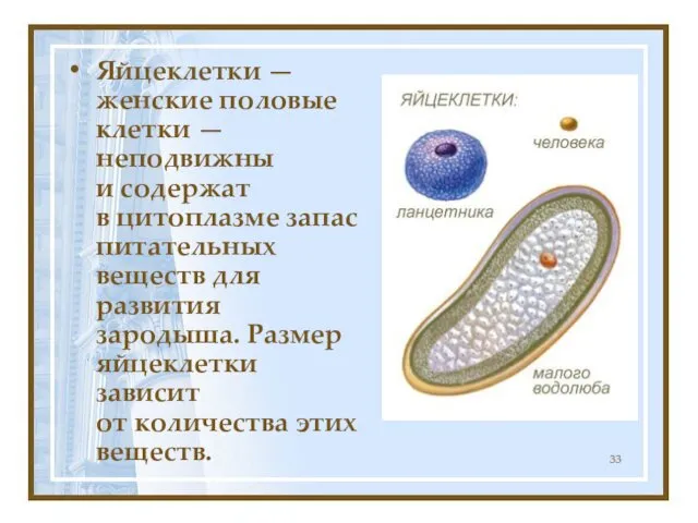 Яйцеклетки — женские половые клетки — неподвижны и содержат в цитоплазме