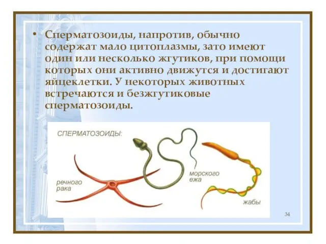 Сперматозоиды, напротив, обычно содержат мало цитоплазмы, зато имеют один или несколько