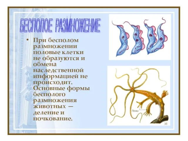 При бесполом размножении половые клетки не образуются и обмена наследственной информацией