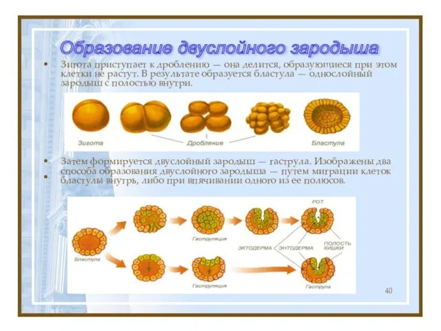 Зигота приступает к дроблению — она делится, образующиеся при этом клетки