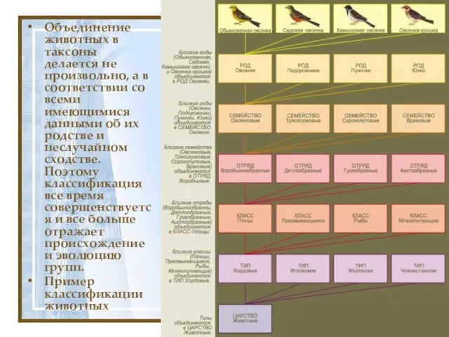 Объединение животных в таксоны делается не произвольно, а в соответствии со