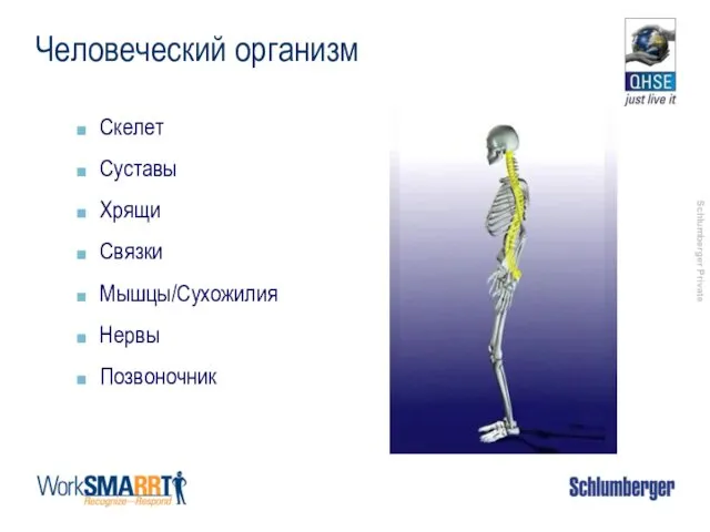 Человеческий организм Скелет Суставы Хрящи Связки Мышцы/Сухожилия Нервы Позвоночник