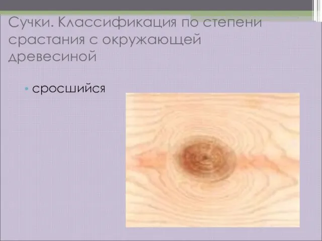 Сучки. Классификация по степени срастания с окружающей древесиной сросшийся