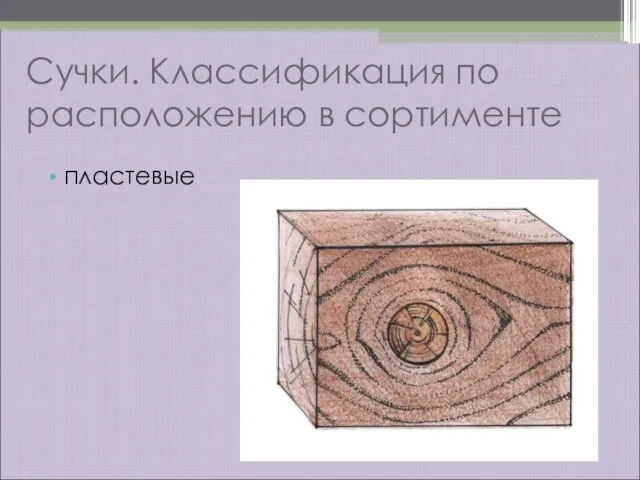 Сучки. Классификация по расположению в сортименте пластевые