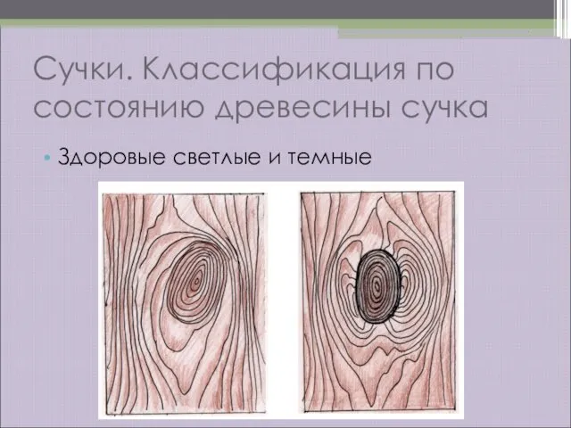 Сучки. Классификация по состоянию древесины сучка Здоровые светлые и темные