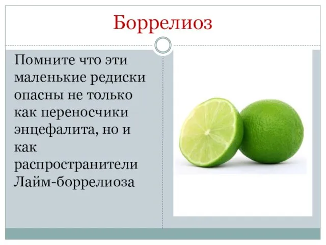 Боррелиоз Помните что эти маленькие редиски опасны не только как переносчики