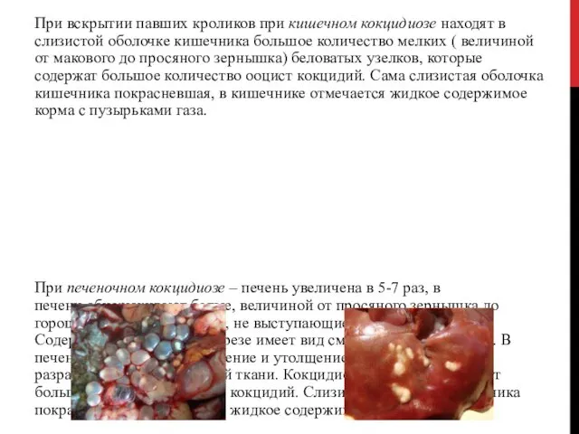 При вскрытии павших кроликов при кишечном кокцидиозе находят в слизистой оболочке