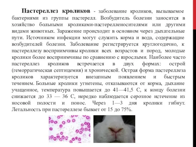 Пастереллез кроликов - заболевание кроликов, вызываемое бактериями из группы пастерелл. Возбудитель