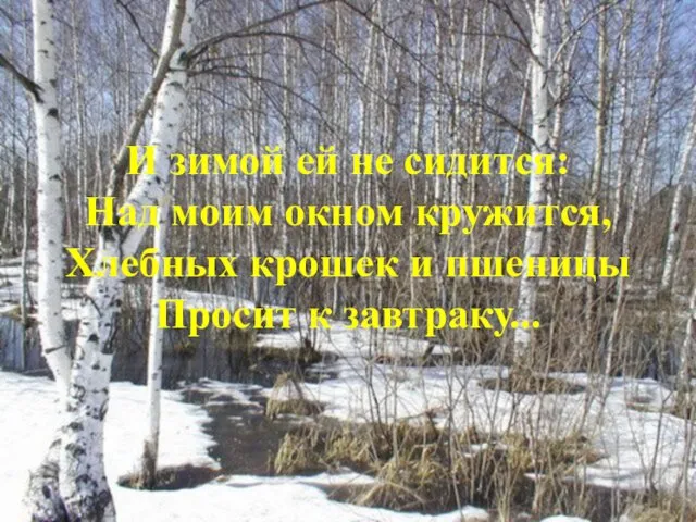 И зимой ей не сидится: Над моим окном кружится, Хлебных крошек и пшеницы Просит к завтраку...