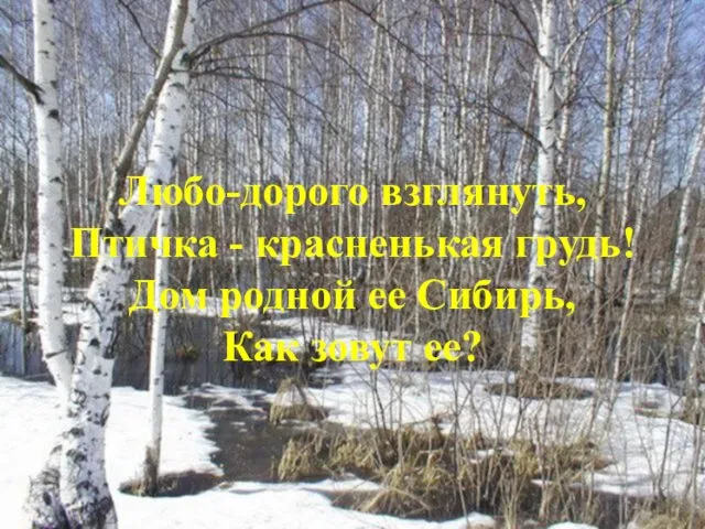 Любо-дорого взглянуть, Птичка - красненькая грудь! Дом родной ее Сибирь, Как зовут ее?