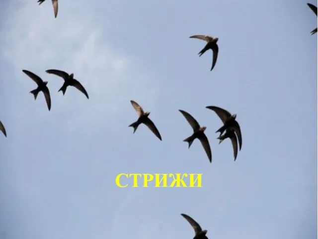 СТРИЖИ