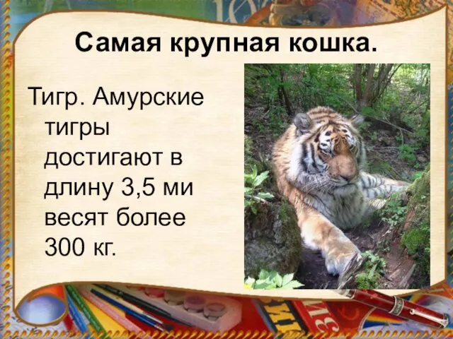Самая крупная кошка. Тигр. Амурские тигры достигают в длину 3,5 ми весят более 300 кг.