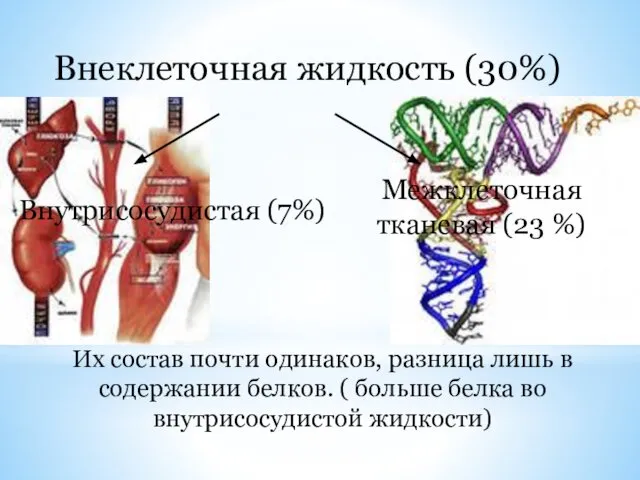 Внеклеточная жидкость (30%) Внутрисосудистая (7%) Межклеточная тканевая (23 %) Их состав