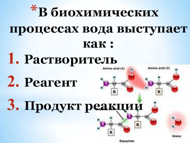 В биохимических процессах вода выступает как : Растворитель Реагент Продукт реакции