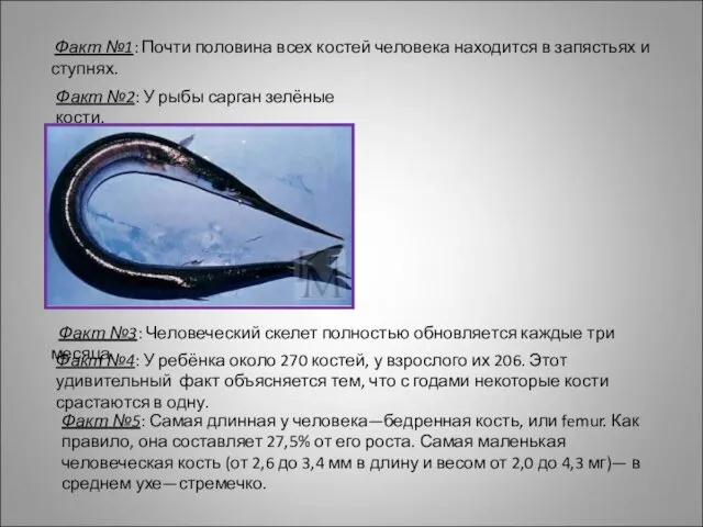 Факт №1: Почти половина всех костей человека находится в запястьях и