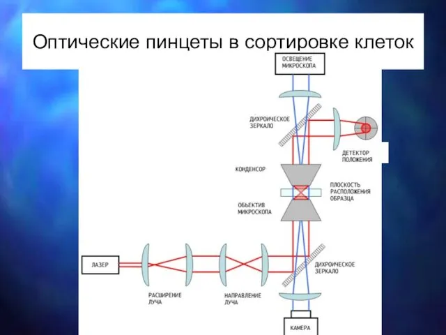 Оптические пинцеты в сортировке клеток