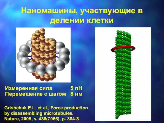 Измеренная сила 5 пН Перемещение с шагом 8 нм Grishchuk E.L.