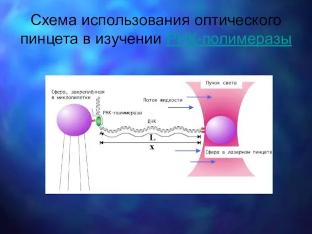 Схема использования оптического пинцета в изучении РНК-полимеразы