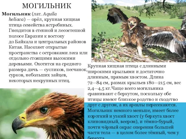 МОГИЛЬНИК Могильник (лат. Aquila heliaca) — орёл, крупная хищная птица семейства