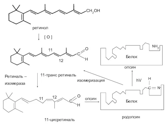 ретинол С О 11-транс ретиналь опсин Н опсин родопсин С О