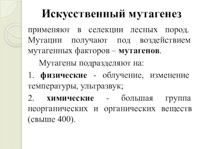 Искусственный мутагенез применя­ют в селекции лесных пород. Мутации получают под воздействием