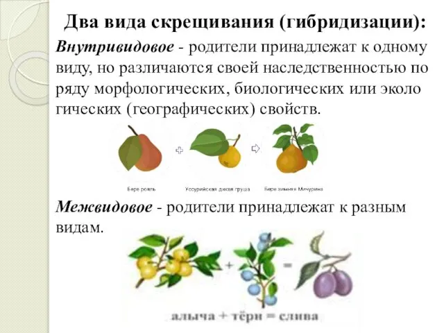 Два вида скрещивания (гибридизации): Внутривидовое - родители принадлежат к одному виду,